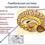 &#39;The picture shows: the cerebral cortex receives the stimulus &quot;A guy is telling me something on the phone&quot;: and the limbic system unconsciously interprets this with feelings: &quot;This is good