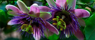 Passionflower (Passionflower) - Alcoclinic